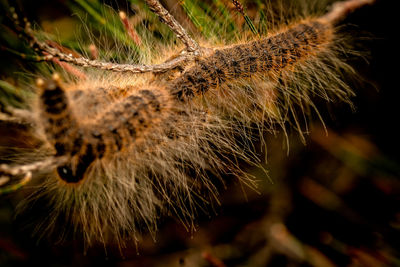 Close-up of an insect