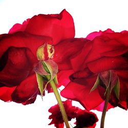 Close-up of red rose over white background