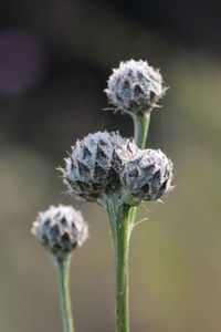 Close-up of flower against blurred background