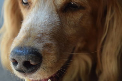 Close-up of dog