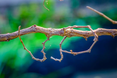 Close-up of branch