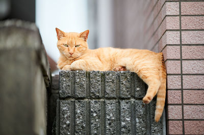 Portrait of a cat