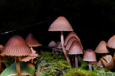 Close-up of mushroom growing on field