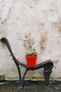 Close-up of potted plant against wall