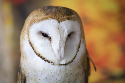 Close-up portrait of a barn owl