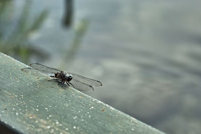 High angle view of dragonfly on leaf