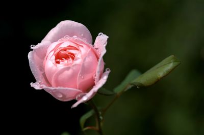 Close-up of wet pink rose