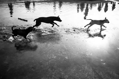 High angle view of dog in puddle