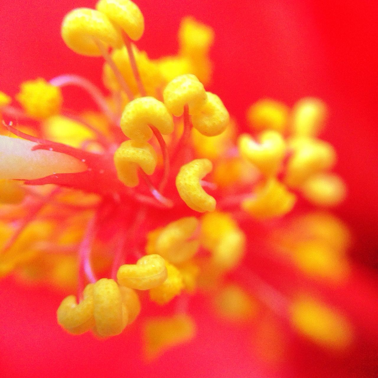 flower, petal, flower head, freshness, fragility, beauty in nature, close-up, growth, stamen, nature, pollen, selective focus, single flower, blooming, red, yellow, extreme close-up, full frame, backgrounds, macro