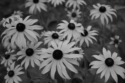 Close-up of black-eyed and purple flowers