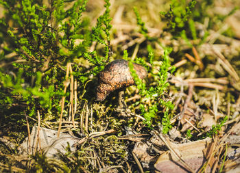 Close-up of snail on field