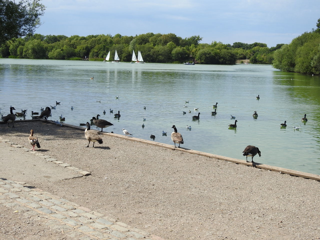 GROUP OF BIRDS IN LAKE