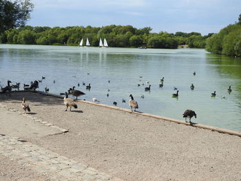 Birds swimming in lake