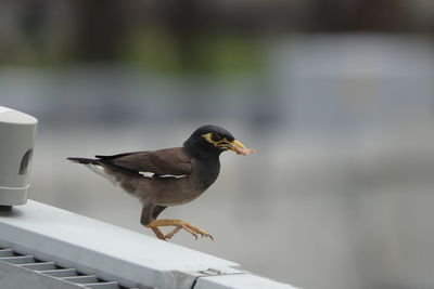 Close-up of bird perching on table