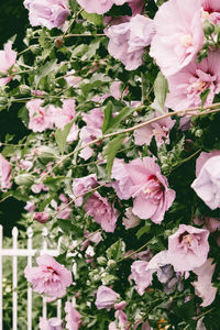 Close-up of pink roses