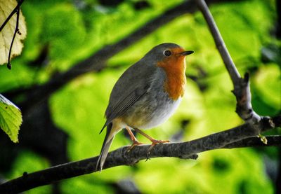 Close-up of bird perching on branch