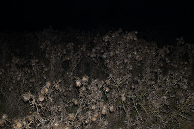 Trees on field