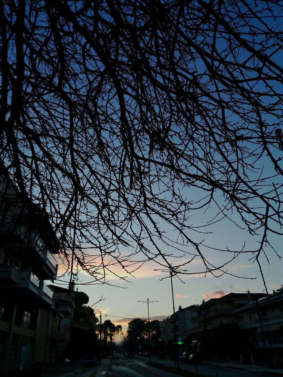 building exterior, sky, architecture, built structure, city, tree, silhouette, nature, bare tree, plant, no people, building, branch, sunset, dusk, low angle view, outdoors, motor vehicle, street, mode of transportation