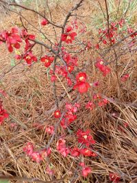 Close-up of red flowers