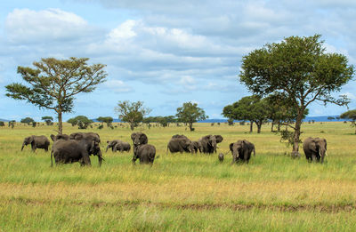 Elephants grazing on field against sky