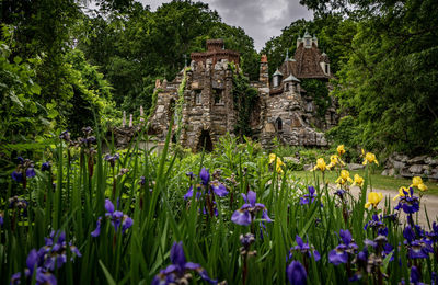 View of flowering plants growing on field