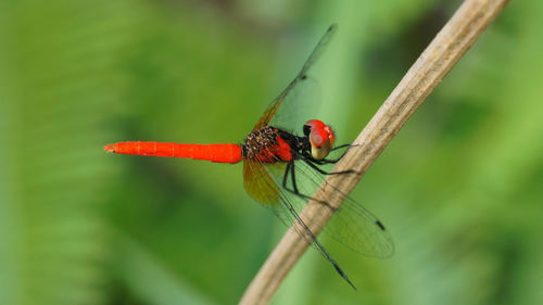 Close-up of red dragonfly on plant