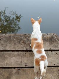 Rear view of a dog looking down to the water 