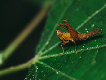 Close-up of insect on leaf