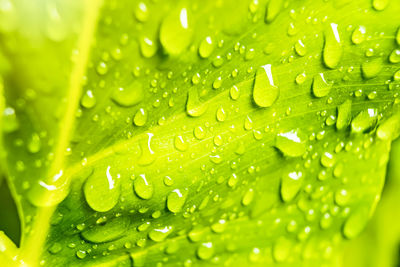 Full frame shot of raindrops on leaves