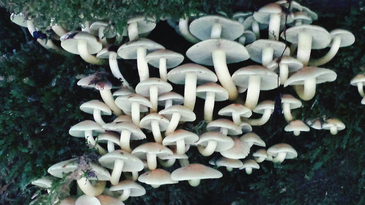 mushroom, fungus, growth, toadstool, close-up, nature, white color, field, forest, high angle view, uncultivated, day, freshness, no people, beauty in nature, edible mushroom, fragility, outdoors, abundance, tranquility