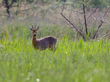 Deer on field