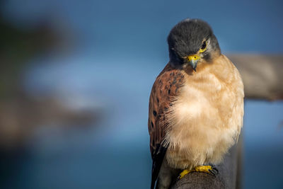 Close-up of kestrel perching outdoors