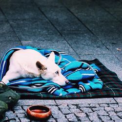 Stray dog sleeping on blanket