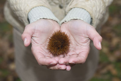 Close-up of hands holding sea urchin