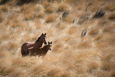 View of horses in the ground