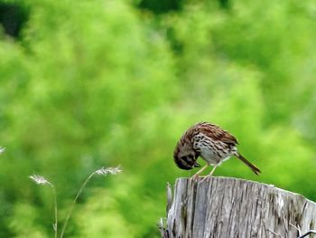 Close-up of bird perching on leaf