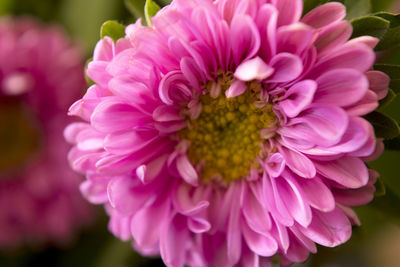 Close-up of pink flowers