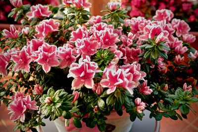 Close-up of pink flowering plants in park