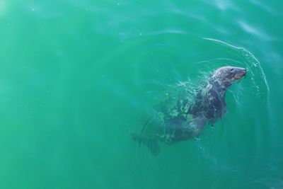 High angle view of seal swimming in sea