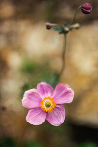 Close-up of pink flower