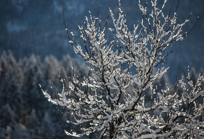 Close-up of frozen tree during winter