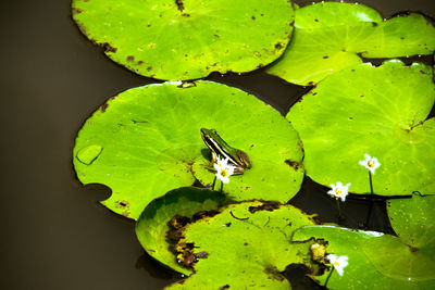 Close up of green leaves on water