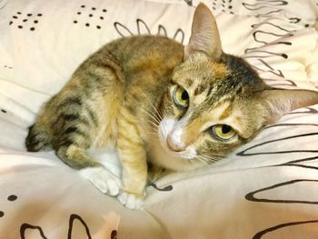 Close-up of a cat lying on bed