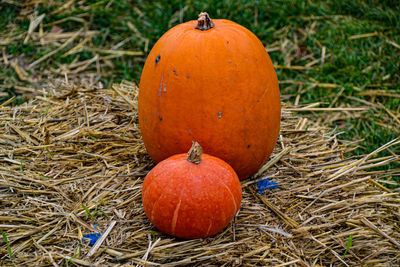 High angle view of pumpkins on field