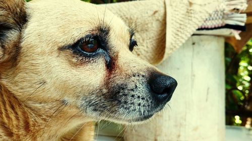 Close-up of dog