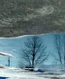 Reflection of trees in water