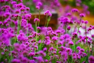 Close-up of pink flowering plants on field