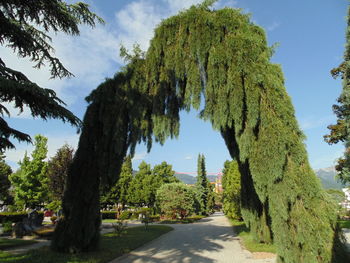Panoramic view of trees growing on road against sky