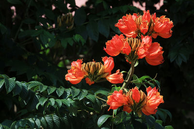 Close-up of red flowering plant