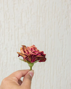 Close-up of hand holding dry rose